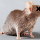 Illustration for article titled Cruelty-Free Cosmetics Companies Are Total Liars